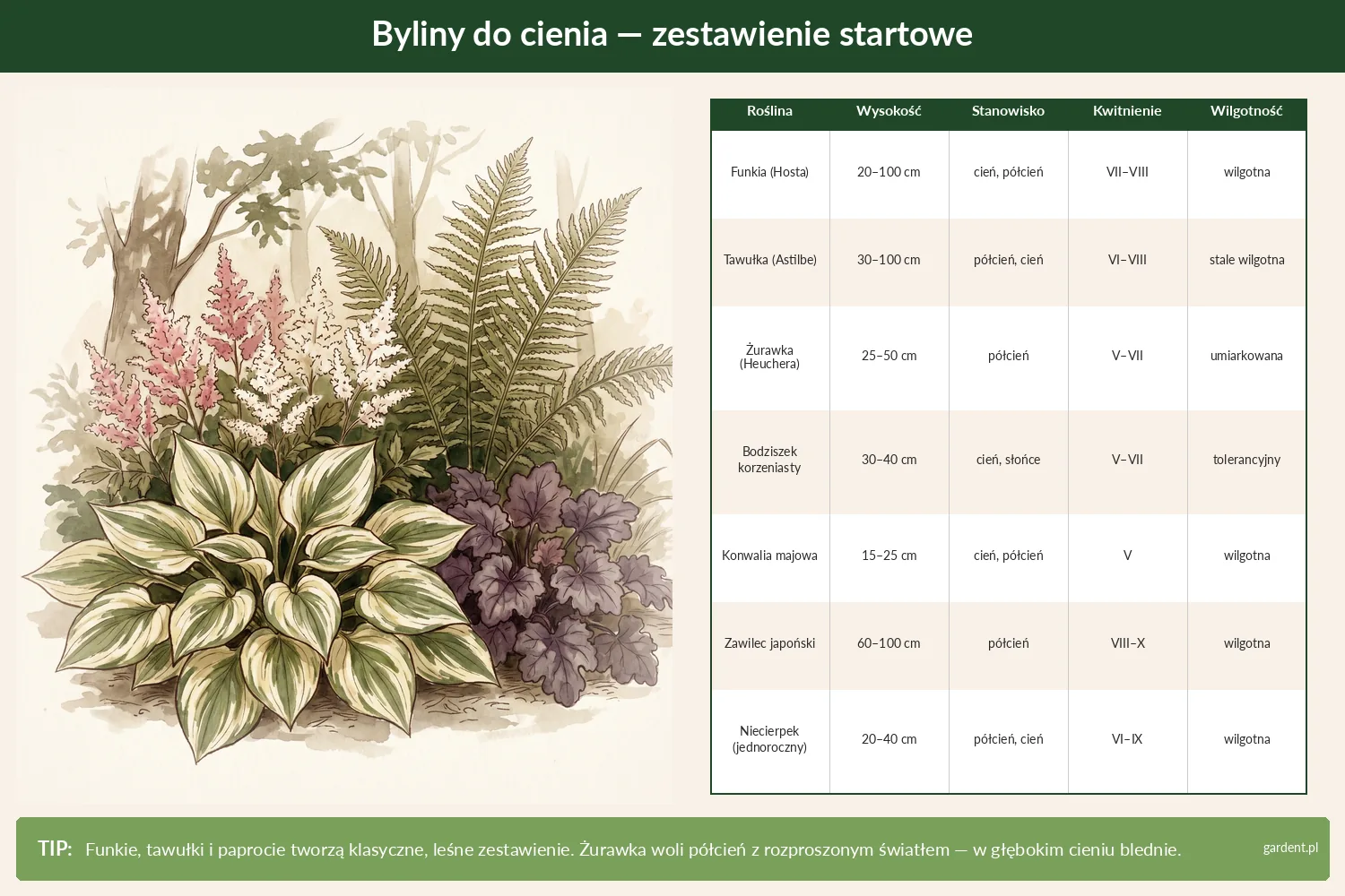 Rośliny do cienia w ogrodzie – co posadzić pod drzewami