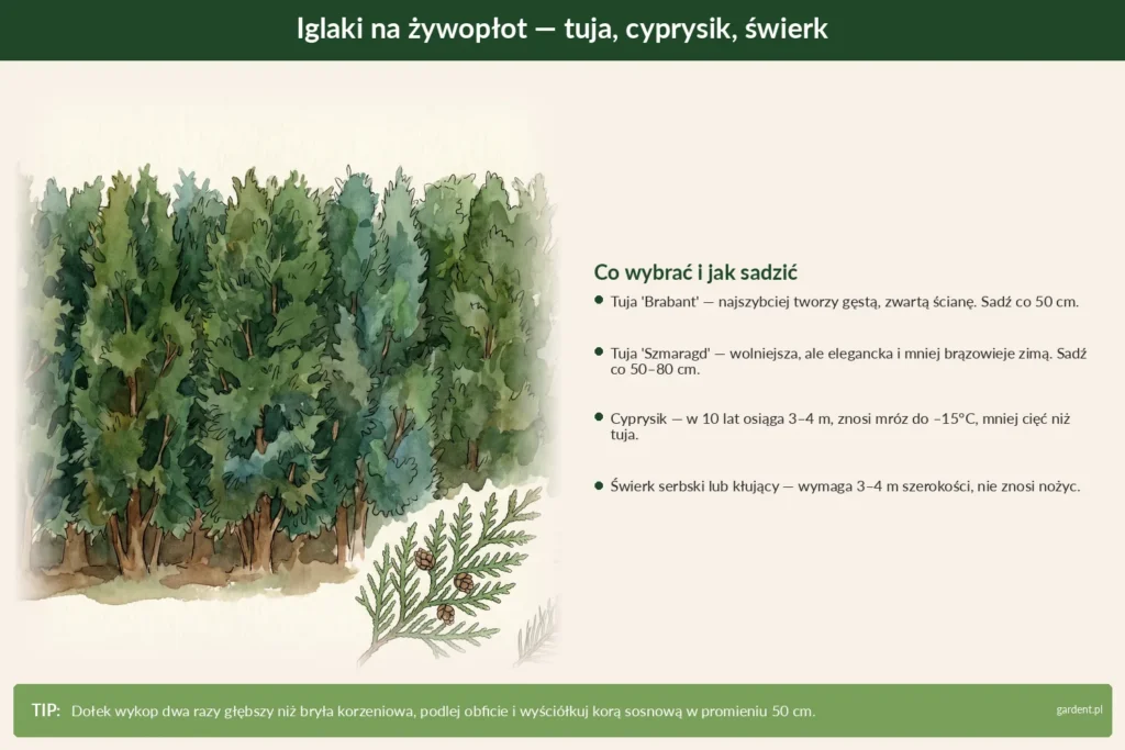 iglaki na żywopłot